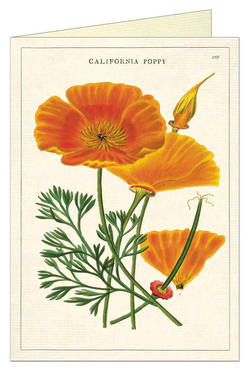 'Poppy' Vintage Greeting Card