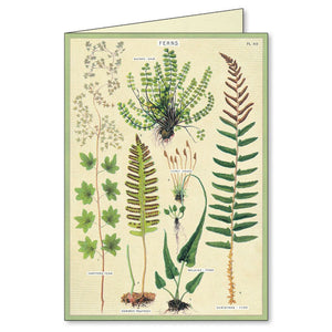 Boxed Notecards - Fern