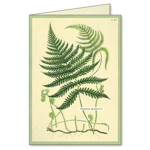 Boxed Notecards - Fern
