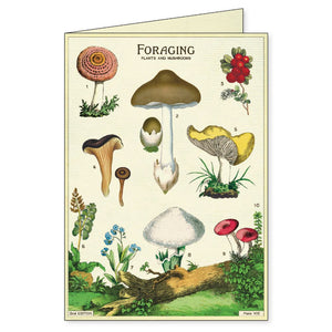 Boxed Notecards - Foraging